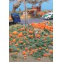 Walthers SceneMaster 1115 (HO) Pumpkin Patch -- Kit - 80 pumpkins (assorted sizes) & eight vines