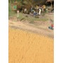 Walthers SceneMaster 1143 (HO) Harvest Wheat Field - Brown