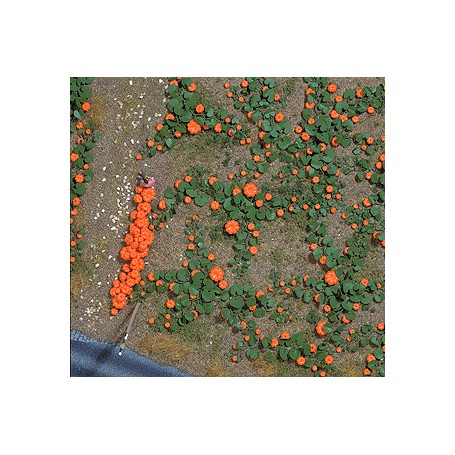 BUSCH 1201 (HO) Pumpkin Patch - Kit