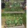 BUSCH 1214 (HO) Cucumber & Tomato Plants - Kit