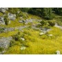 NOCH 07470 (A) Nature+ "Lush Meadow"