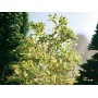 NOCH 23100 (HO) Nature Trees - (totally natural product)