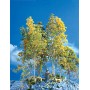 ScenicExpress EX0214 Supertree Value Pack, 30-35 trees